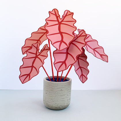 Elephant Ear Plants | Brazen Botany