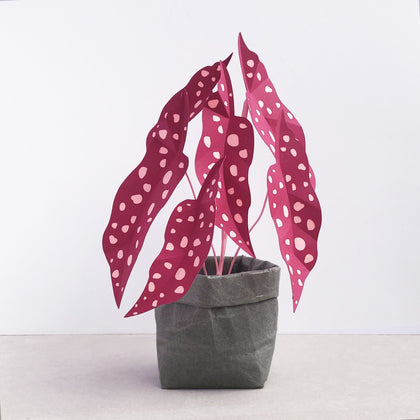 Polka Dot Plants | Brazen Botany