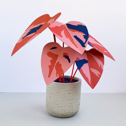 Princess Plants | Brazen Botany