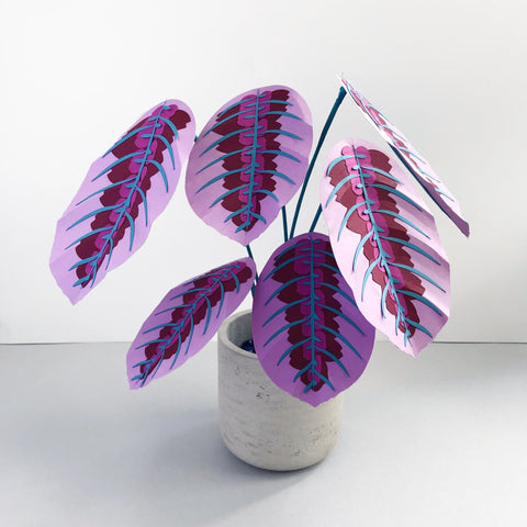Purple Prayer Plants | Brazen Botany