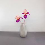 Bearded Iris flower - Brazen Botany