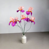Bearded Iris flower - Brazen Botany