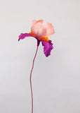 Bearded Iris flower - Brazen Botany