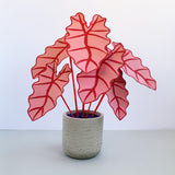 Large Pink Elephant Ear Plant - Brazen Botany