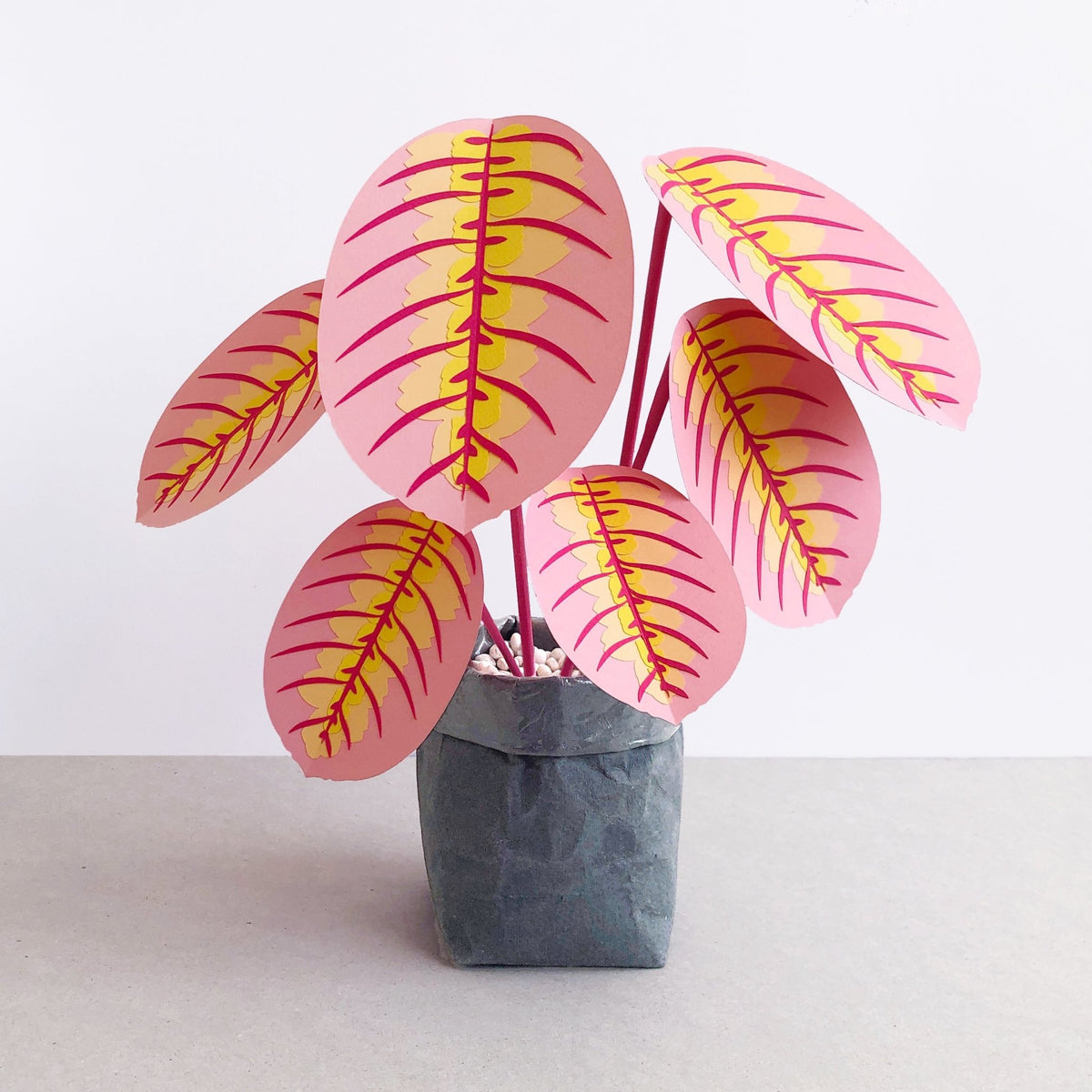 Large Pink Prayer Plant – Brazen Botany