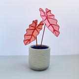 Small Pink Elephant Ear Plant - Brazen Botany