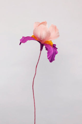 Bearded Iris Flowers - Brazen Botany