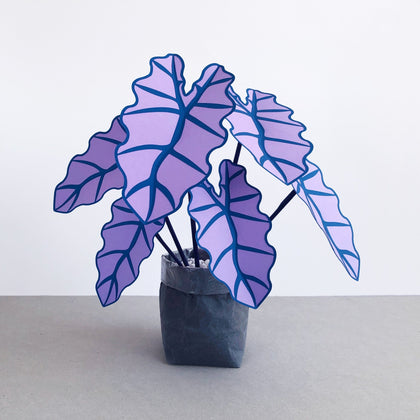New In | Brazen Botany