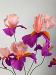 Bearded Iris flower - Brazen Botany