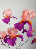 Bearded Iris flower - Brazen Botany