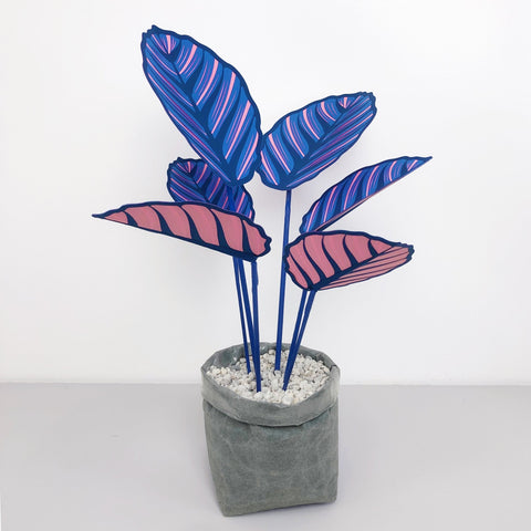 Large Blue Pinstripe Plant - Brazen Botany