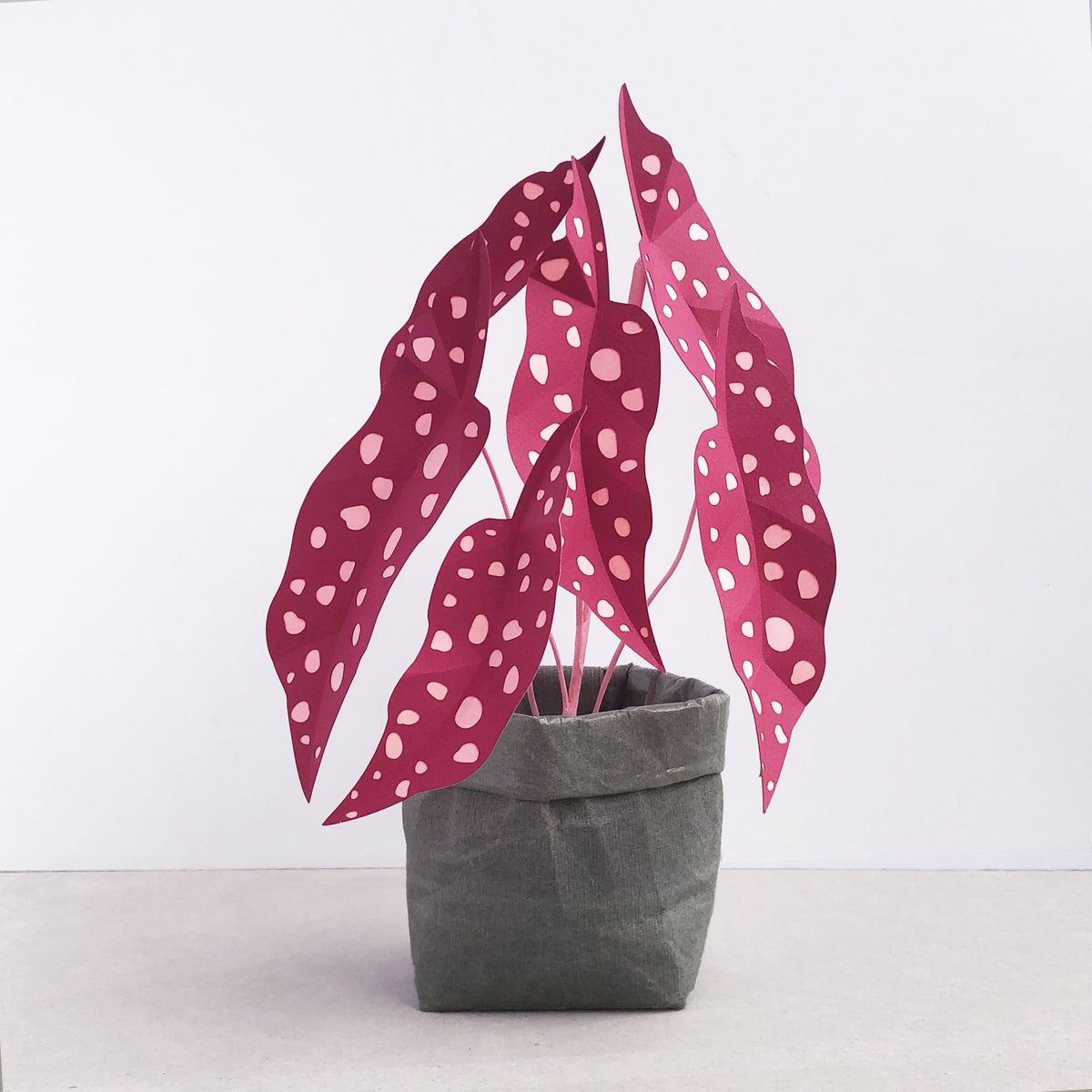 Large Plum Polka Dot Plant – Brazen Botany