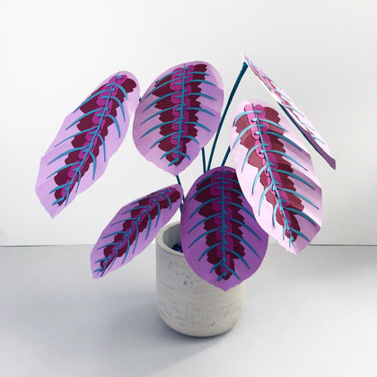 Large Purple Prayer Plant - Brazen Botany
