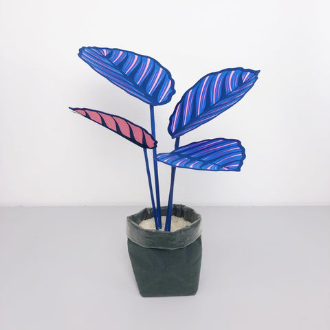 Medium Blue Pinstripe Plant - Brazen Botany