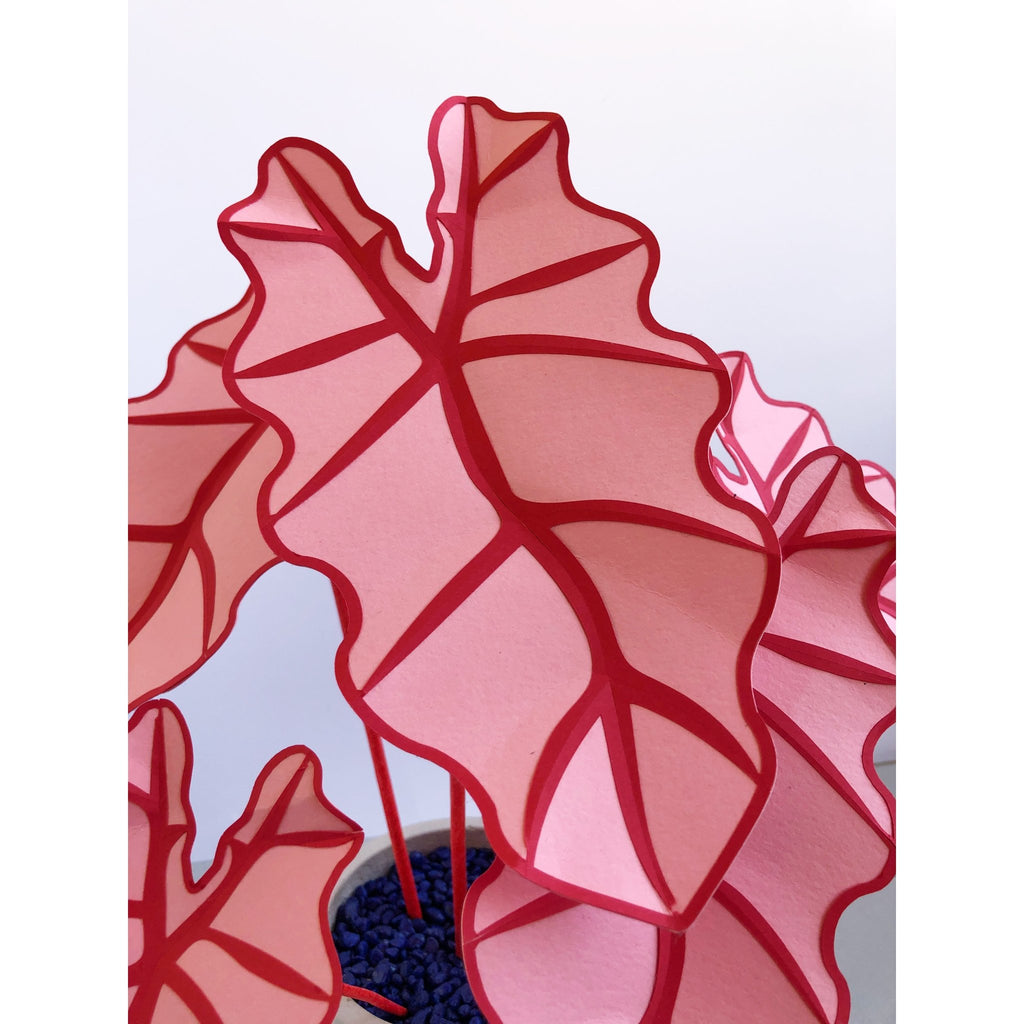 pink elephant ears plants Pink Elephant's Ear Plant | Handmade Plant