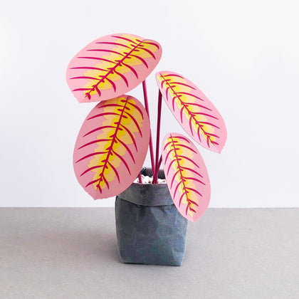 Medium Pink Prayer Plant - Brazen Botany