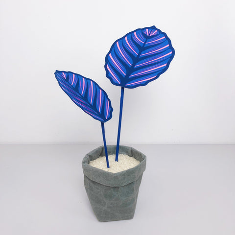 Small Blue Pinstripe Plant - Brazen Botany