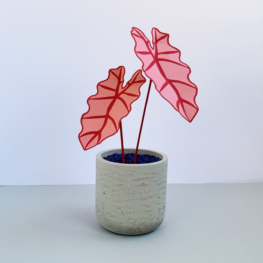 inside of elephant ear plant is pink Pink Elephant's Ear Plant | Handmade Plant