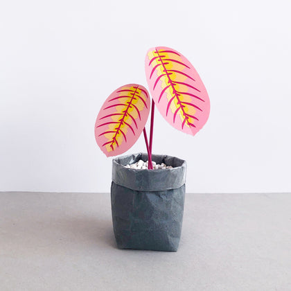 Small Pink Prayer Plant - Brazen Botany