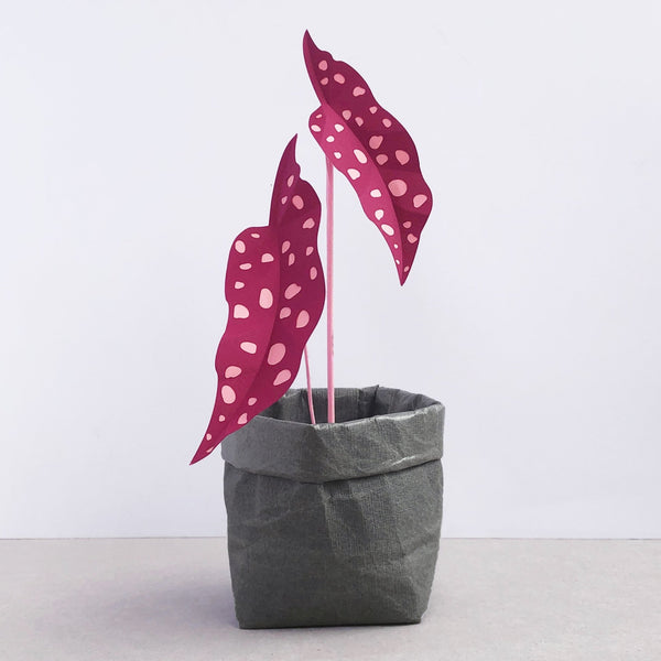 Small Plum Polka Dot Plant – Brazen Botany