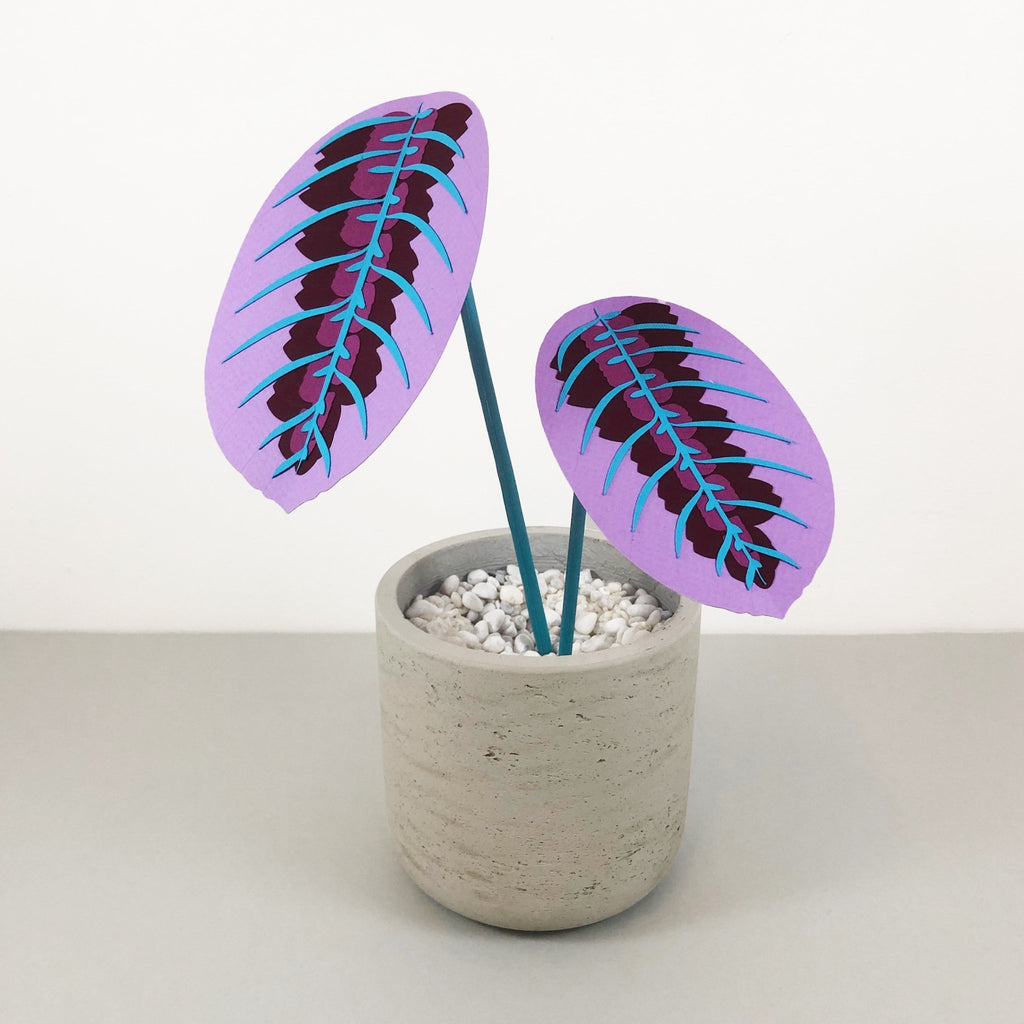 prayer plant purple Small Purple Prayer Plant – Brazen Botany