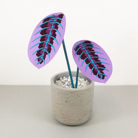 Small Purple Prayer Plant - Brazen Botany