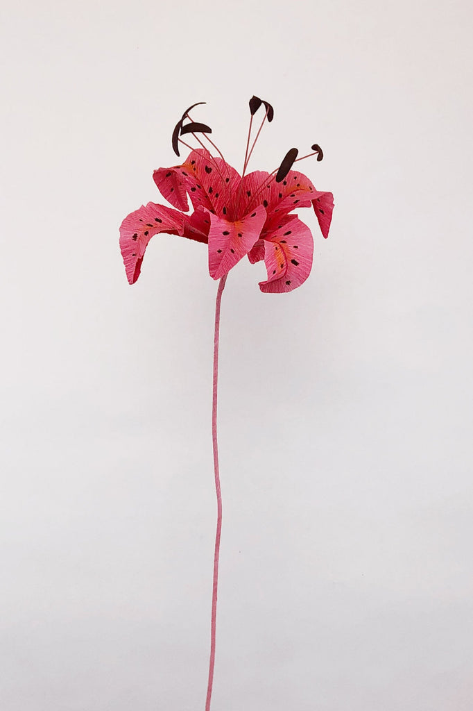 tiger lily flowers uk Tiger Lily Flower – Brazen Botany