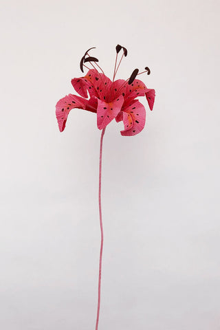 giant tiger lily Tiger Lily Flower – Brazen Botany